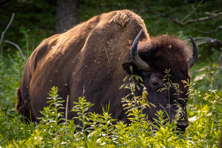 A powerful close-up portrait captures a wild buffalo within a forest settingの写真素材
