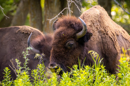 A powerful close-up portrait captures a wild buffalo within a forest setting