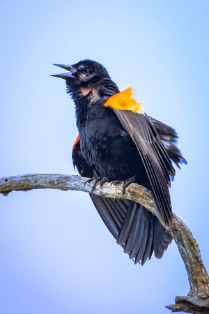 A striking close-up portrait captures a male Red-winged Blackbird