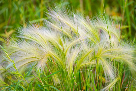 A detailed close-up image captures the distinct feathery seed heads of Foxtail Barley in its wild settingの写真素材