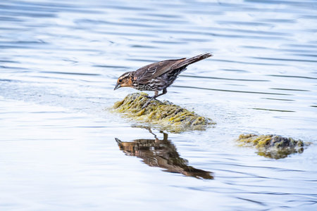 A detailed image captures a female Red-winged Blackbird near the water's edge