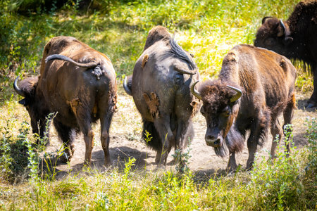 A powerful close-up portrait captures a wild buffalo within a forest settingの写真素材
