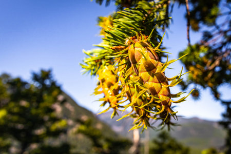 A detailed, close-up image of fresh green pine cones, nestled among the needles of a pine tree in a...