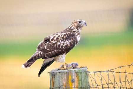 A close-up portrait captures a juvenile red-tailed hawk, showcasing its unique markings and intense...
