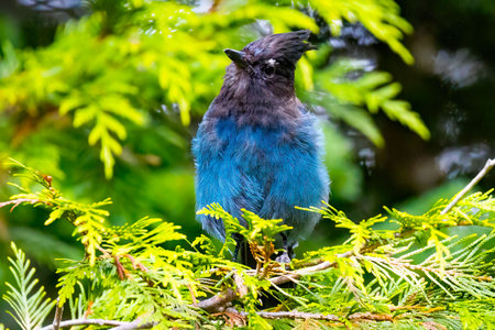 A beautiful close-up portrait of a Steller's Jay is captured in its wild, natural habitat, showcasing its stunning crest and distinct blue and black plumageの写真素材