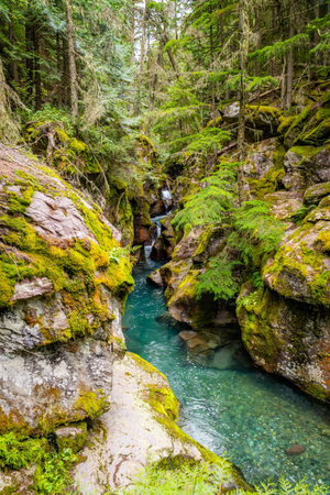 A scenic view captures the tranquil beauty of Avalanche Creek, located on the Avalanche Lake trailhead within Glacier National Parkの写真素材