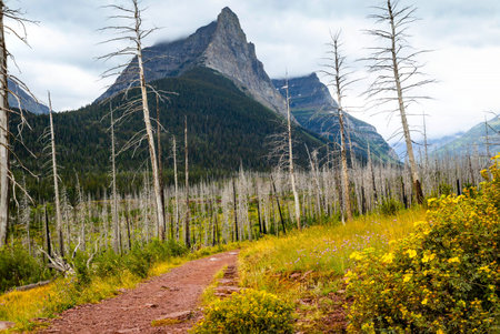 The Saint Mary Falls Trail is captured as it winds along the scenic Saint Mary Lake in Glacier...
