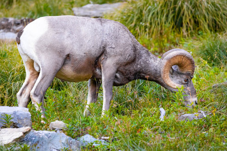A close-up portrait captures a bighorn sheep on the mountains of Glacier National Park, showcasing the animal's powerful presence in its rugged habitatの写真素材