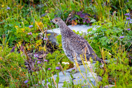 A close-up portrait captures a female Ruffed Grouse in Glacier National Park, showcasing the bird's...
