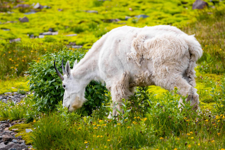 A close-up portrait captures a mountain goat on the hills of Glacier National Park, showcasing its rugged beauty and powerful presence in its natural habitatの写真素材