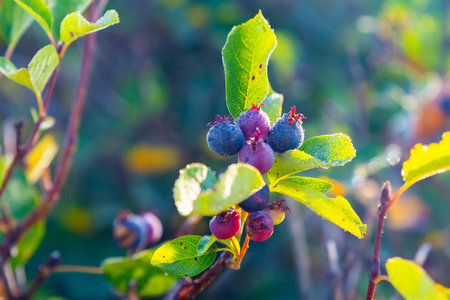 A close-up view captures ripe Serviceberries in Glacier National Park, highlighting the edible fruit...