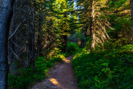 A scenic view captures the Iceberg Lake Trail winding through a morning forest in Glacier National...