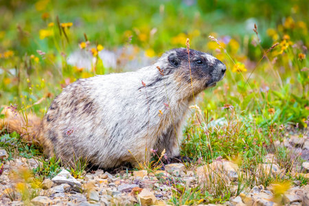 A portrait captures a cute Hoary Marmot surrounded by colorful flowers in Glacier National Park, showcasing the animal in its serene, natural habitatの写真素材