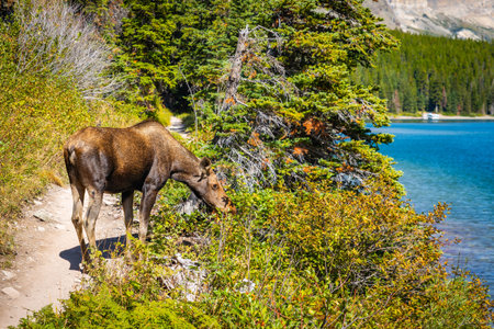 A giant wild moose is walking on a trail through the wilderness