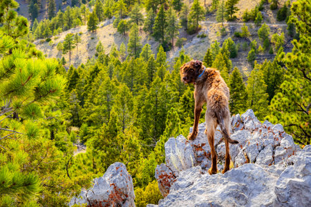 A cute, large dog is captured as a hiking companion, looking over a mountain landscape and enjoying the outdoorsの写真素材