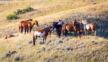 A herd of wild mustang horses is captured on the plains of Montana, showcasing the untamed beauty...