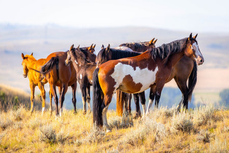 A herd of wild mustang horses is captured on the plains of Montana, showcasing the untamed beauty and freedom of these animals in their natural habitatの写真素材