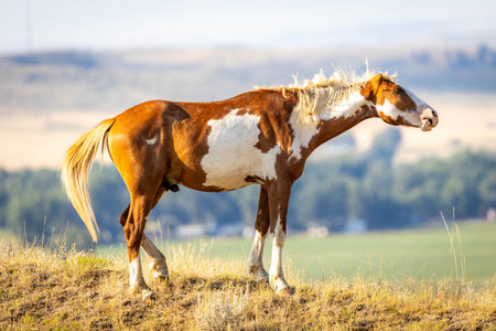 A beautiful portrait of a wild mustang horse is captured on a sunny day, showcasing the untamed spirit and natural beauty of the animal in the wildの写真素材