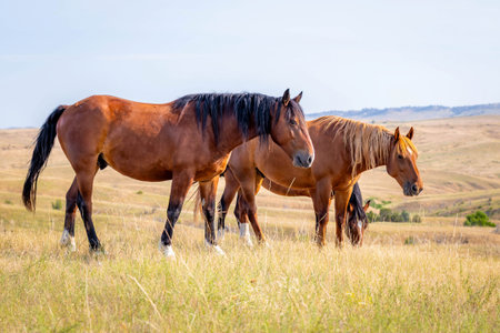 A herd of wild mustang horses is captured on the plains of Montana, showcasing the untamed beauty and freedom of these animals in their natural habitatの写真素材
