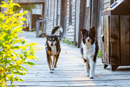 Dogs running on a historic street in Virginia City, Montana, a well-preserved ghost town from the old western frontier eraの写真素材