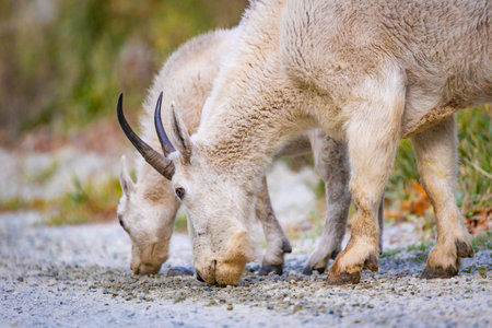 Family of Mountain Goats licking essential salt and minerals from the rocks or soil in a specialized...