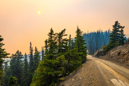 A forest is covered in orange smoke from wildfires, with the sun visible, creating a dramatic scene.