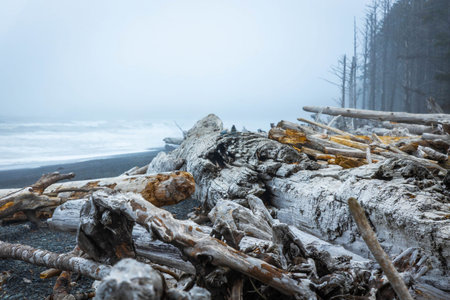 A scenic view captures a dramatic array of Pacific Coast driftwood scattered across the rugged ocean...