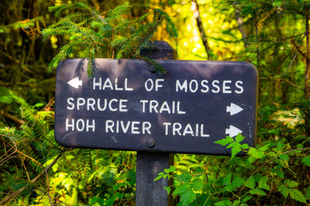 A detailed, close-up view captures the Hall of Mosses Trail direction sign, serving as an iconic...