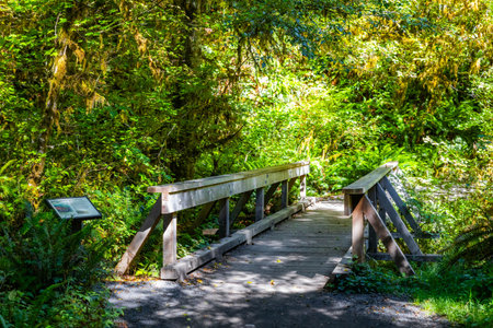 A scenic, sun-dappled trail winds through the legendary Hall of Mosses, showcasing trees draped in thick, vibrant moss within Olympic National Park's rainforest.の写真素材