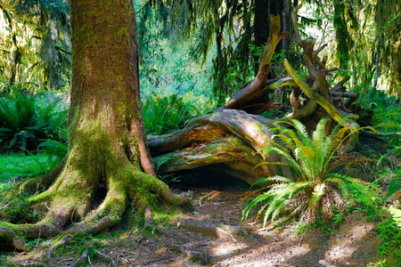 A scenic view captures the Hall of Mosses forest blanketed in vibrant moss, bathed in the soft light...