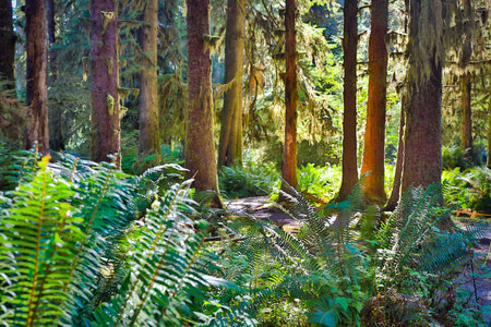 A scenic view captures the Hall of Mosses forest blanketed in vibrant moss, bathed in the soft light...