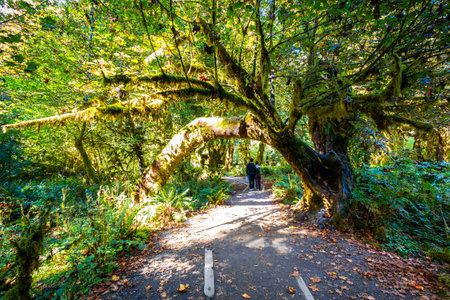 A scenic, sun-dappled trail winds through the legendary Hall of Mosses, showcasing trees draped in...