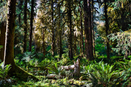 A scenic view captures the Hall of Mosses forest blanketed in vibrant moss, bathed in the soft light...
