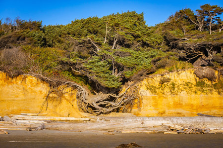 A close-up photo captures the famous sea arch and the massive tree growing atop it, silhouetted...