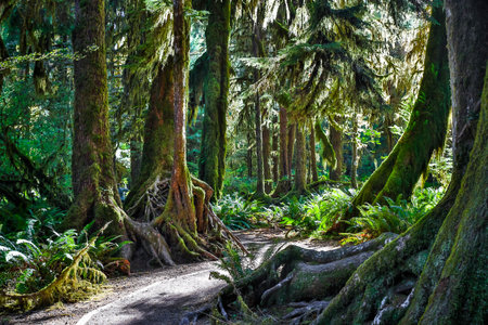 A scenic view captures the Hall of Mosses forest blanketed in vibrant moss, bathed in the soft light...