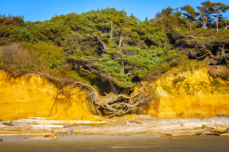 A close-up photo captures the famous sea arch and the massive tree growing atop it, silhouetted...