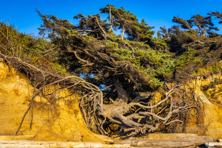 A close-up photo captures the Tree of Life sea arch and the massive tree growing atop it,...