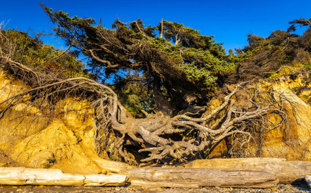 A close-up photo captures the Tree of Life sea arch and the massive tree growing atop it,...
