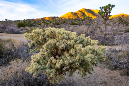 Fluffy cholla cactus grows in morning sunlight along Panorama Loop Trail within Joshua Tree National...