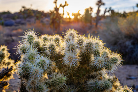 Fluffy cholla cactus grows in morning sunlight along Panorama Loop Trail within Joshua Tree National...