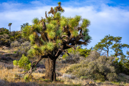 A large Joshua tree stands illuminated by sunrise light in Joshua Tree National Park desert Californiaの写真素材
