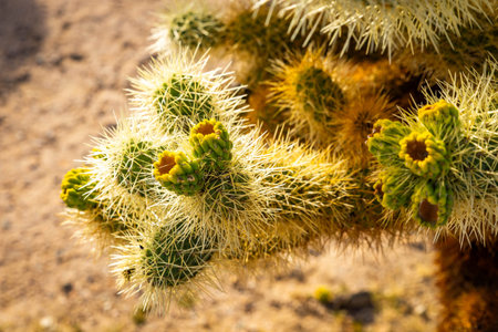 Close up view of blooming cholla cactus flowers highlighting desert flora details in Joshua Tree...