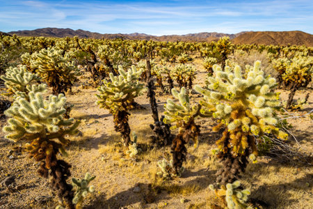 Sunrise light illuminates a plush cholla cactus field glowing across the desert landscape of Joshua...