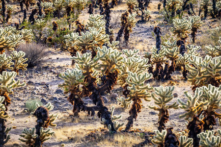 Aerial view of an expansive cholla cactus field spreading across the desert landscape of Joshua Tree...
