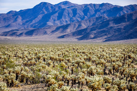 Aerial view of an expansive cholla cactus field spreading across the desert landscape of Joshua Tree...