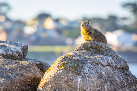 California ground squirrels commonly seen along the rocky shoreline at Lovers Point Beach in...