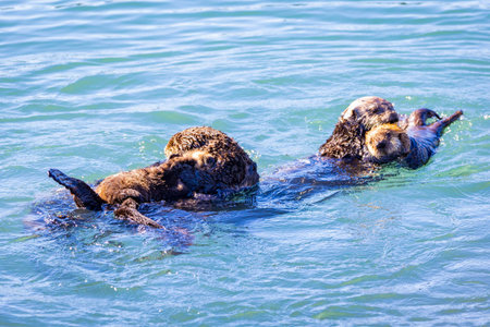 Sea otter family floats together while grooming in coastal waters at Morro Bay California