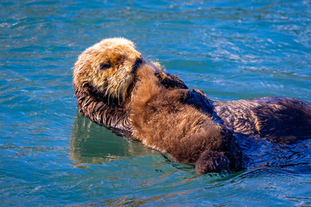 Sea otter mother gently grooms her cub while floating in coastal waters at Morro Bay California