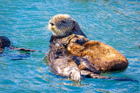 Sea otter mother gently grooms her cub while floating in coastal waters at Morro Bay California