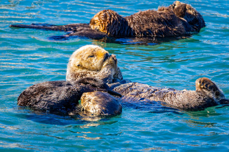 Sea otter family floats together while grooming in coastal waters at Morro Bay California